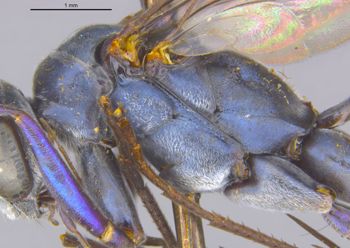 Media type: image;   Entomology 22689 Aspect: thorax lateral